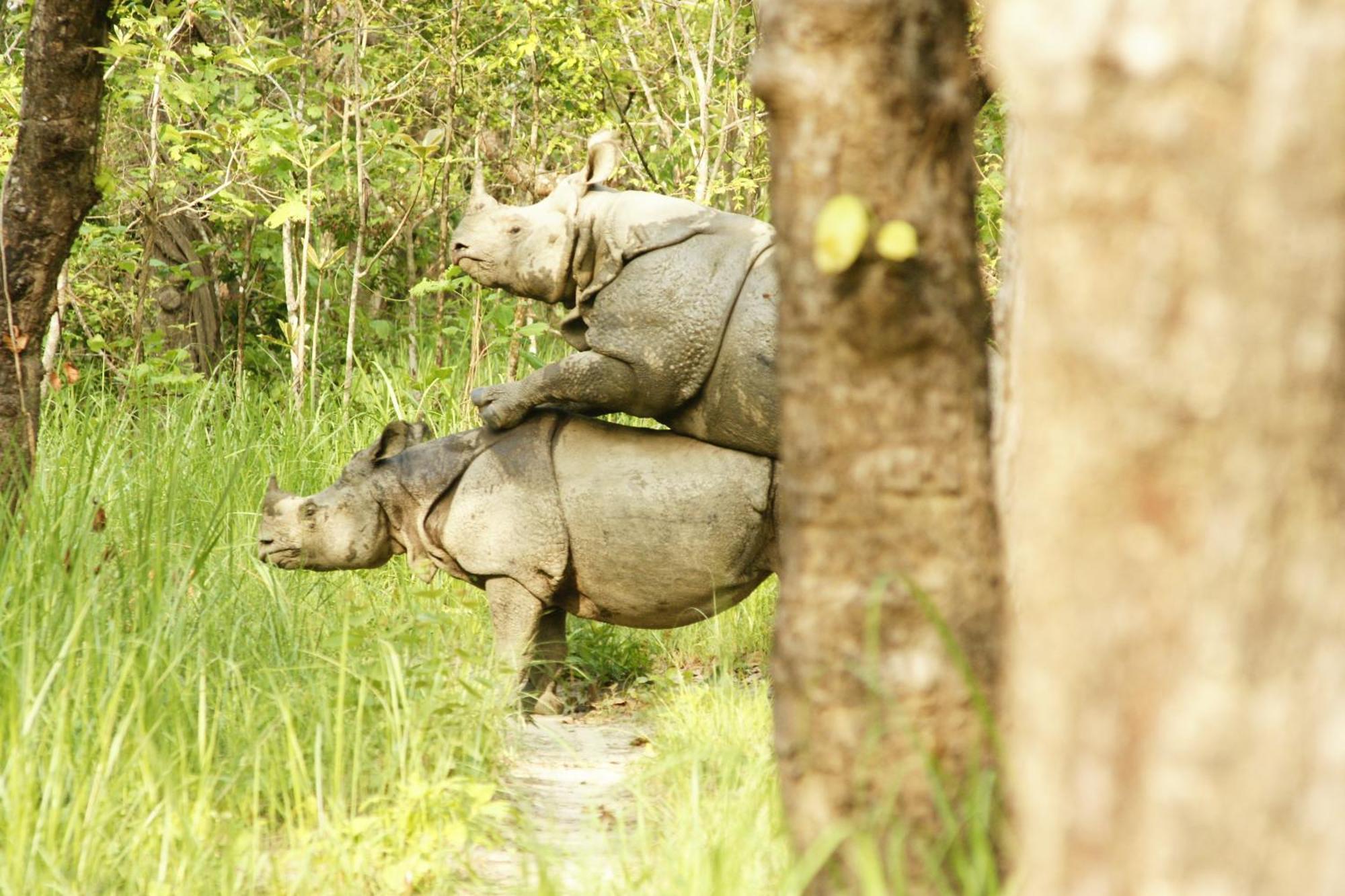 Jungle Wildlife Camp Hotel Sauraha Bagian luar foto