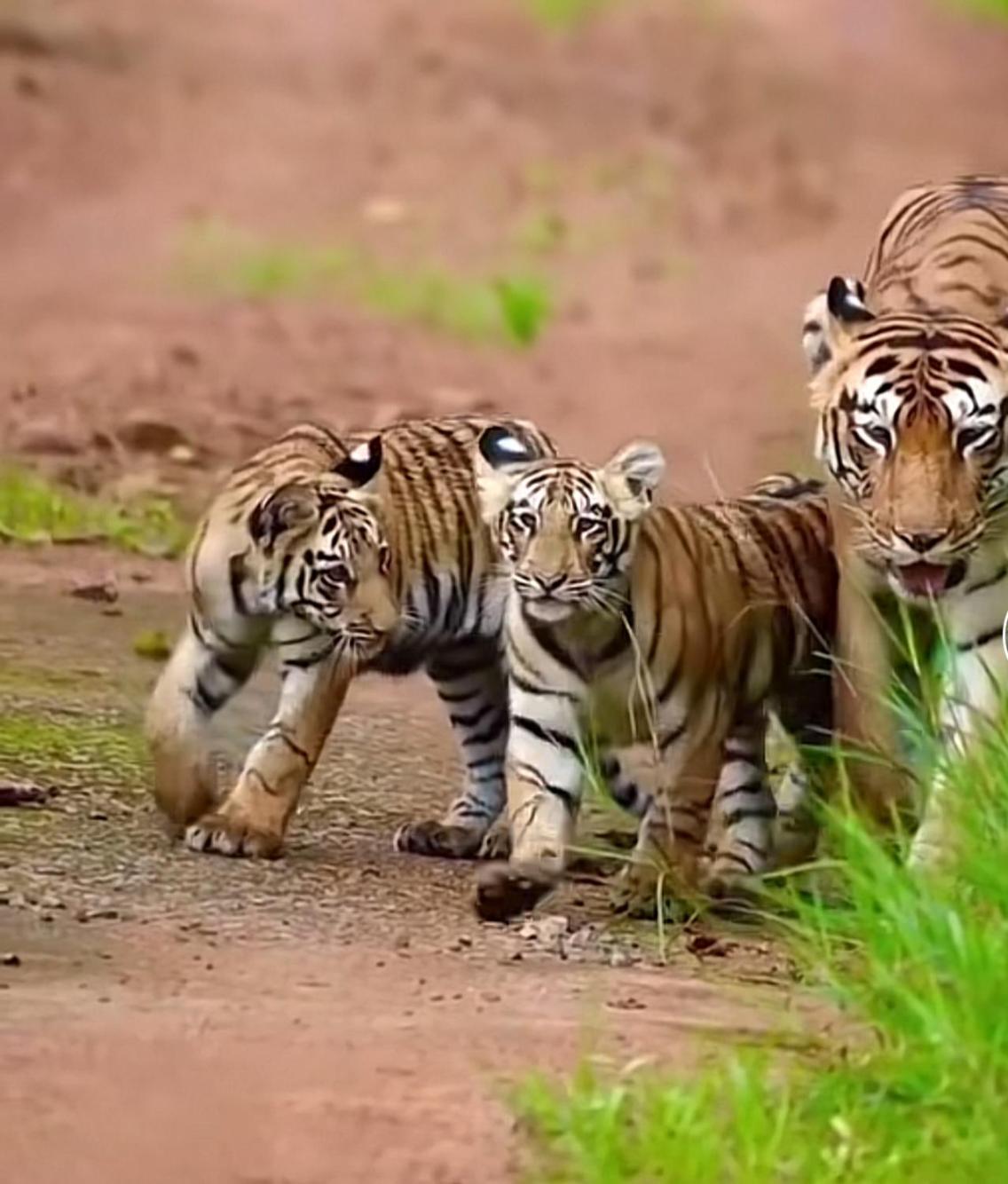 Jungle Wildlife Camp Hotel Sauraha Bagian luar foto