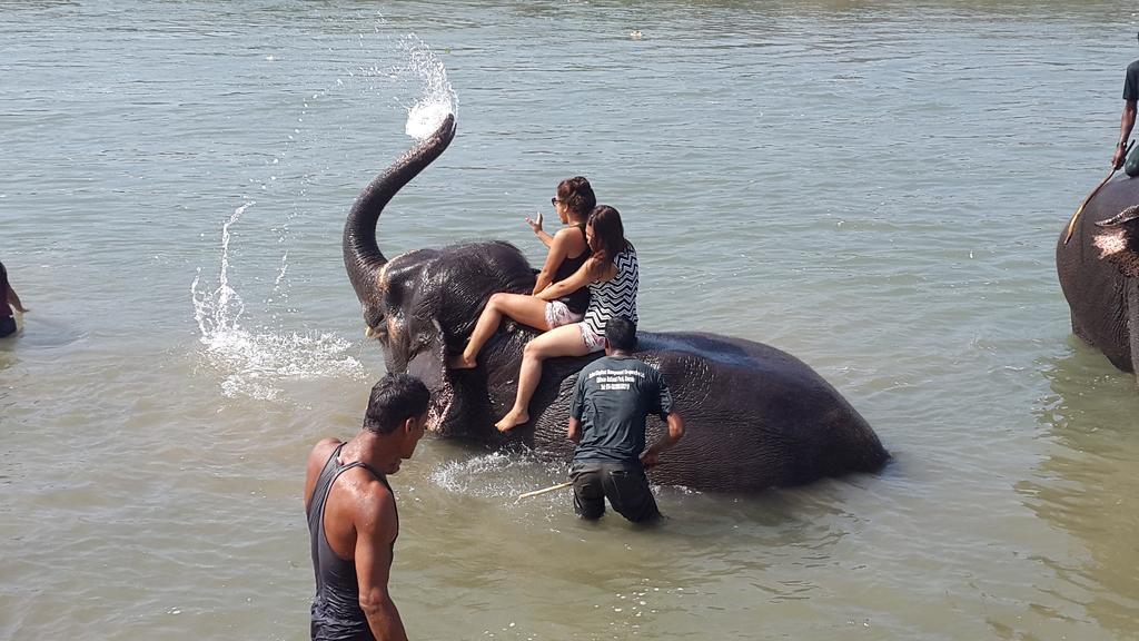 Jungle Wildlife Camp Hotel Sauraha Bagian luar foto