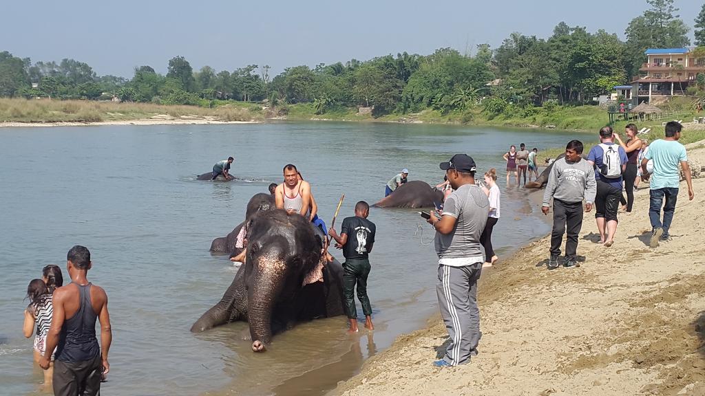 Jungle Wildlife Camp Hotel Sauraha Bagian luar foto